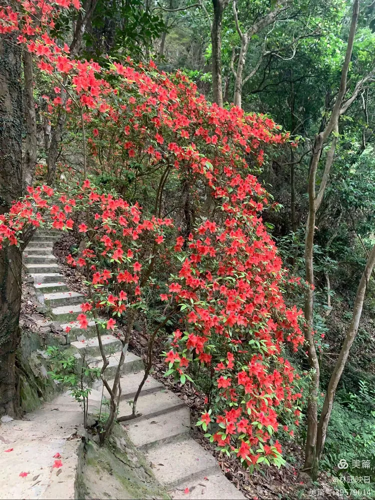 阳春三月揭西龙山风景区野生杜鹃花开了
